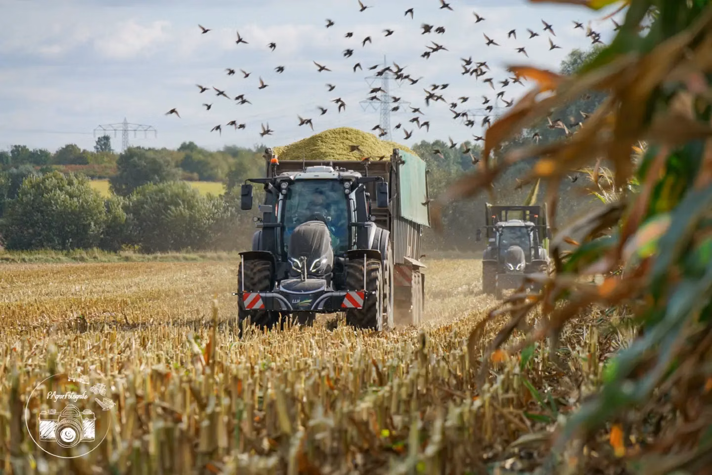 Two tractors with front weight bumpers drive through a harvested field, one pulling a loaded trailer, with birds flying above