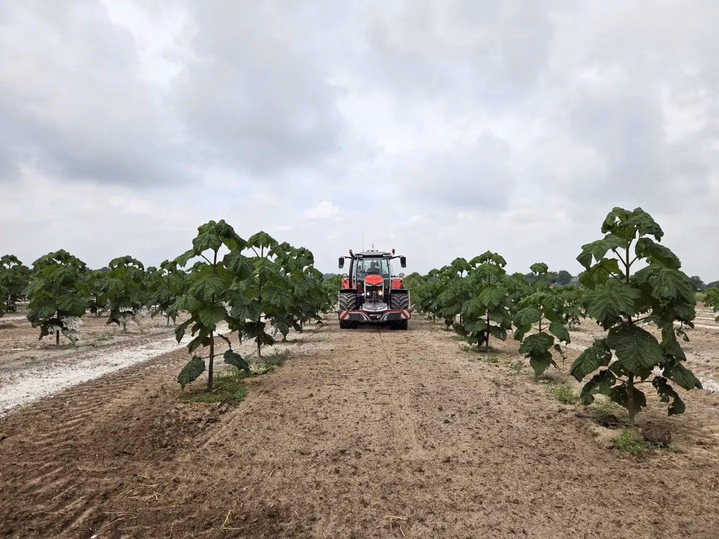 A tractor with a front weight bumper faces forward on a dirt field lined with rows of young green trees.