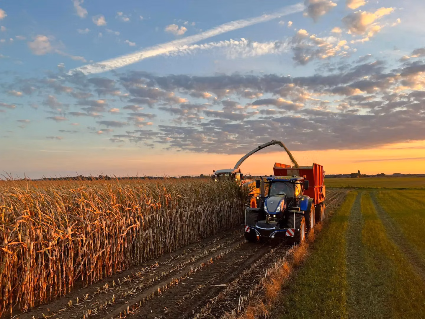 Blue tractor with a front weight bumper harvesting corn beside a red trailer in a field at sunset